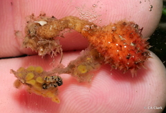 Boltenia villosa