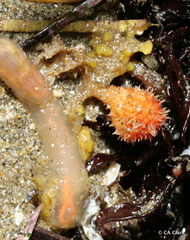 Boltenia villosa