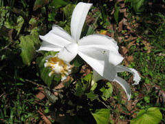 Sobralia chrysostoma