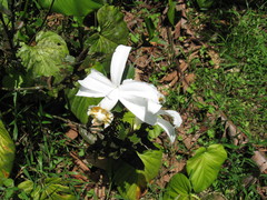 Sobralia chrysostoma