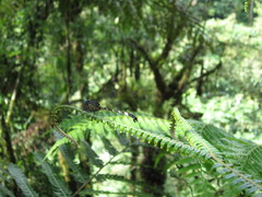 Dythemis nigra