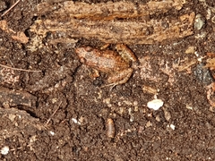Eleutherodactylus planirostris