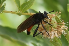 Mydas ventralis