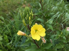 Oenothera rubricaulis