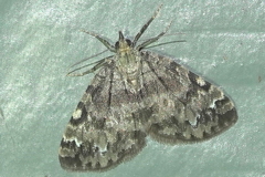 Hydriomena speciosata