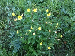 Oenothera rubricaulis