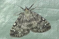 Hydriomena speciosata