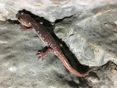 Plethodontinae