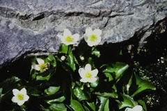 Caltha alba