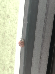 Harmonia axyridis