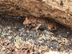 Eleutherodactylus planirostris