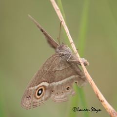Brakefieldia perspicua