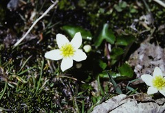 Caltha alba