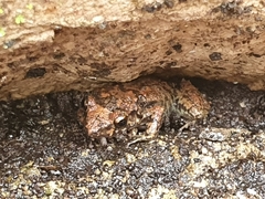 Eleutherodactylus planirostris