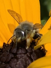 Megachile perihirta