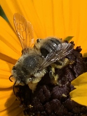 Megachile perihirta