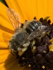 Megachile perihirta