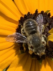 Megachile perihirta