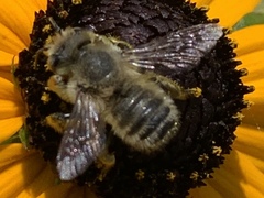 Megachile perihirta