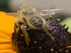 Megachile perihirta