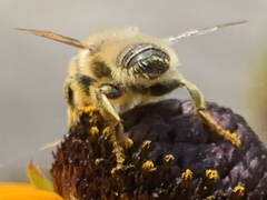 Megachile perihirta