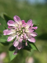 Trifolium resupinatum majus