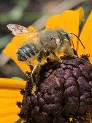 Megachile perihirta