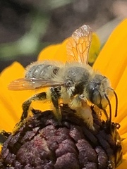 Megachile perihirta