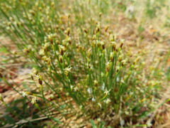 Trichophorum cespitosum