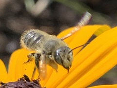 Megachile perihirta