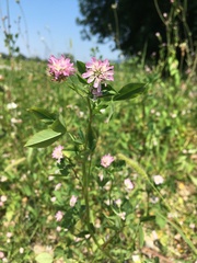 Trifolium resupinatum majus