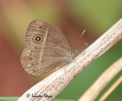 Brakefieldia perspicua