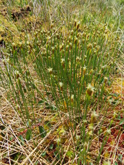 Trichophorum cespitosum