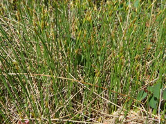 Trichophorum cespitosum