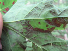Aceria elongata