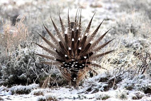 Greater Sage-Grouse