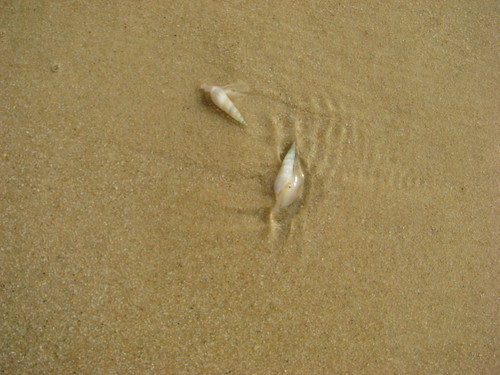 Hastula aciculina