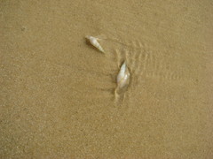 Terebridae