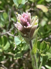 Castilleja pilosa