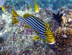 Plectorhinchus vittatus