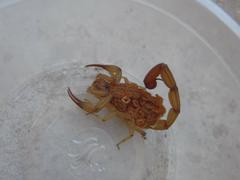 Centruroides elegans