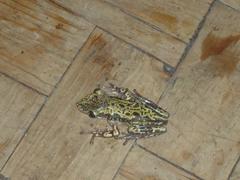 Triprion spatulatus