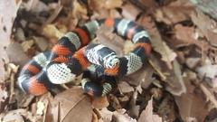 Lampropeltis micropholis