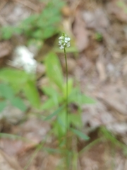 Polygala verticillata