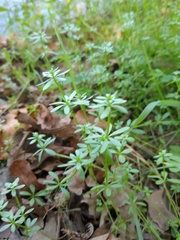 Galium murale