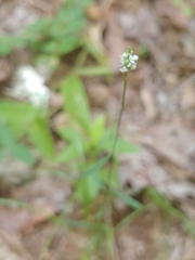 Polygala verticillata