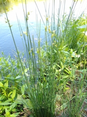 Juncus usitatus