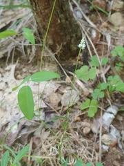 Polygala verticillata