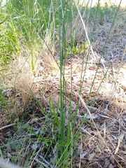Juncus usitatus