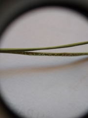 Juncus usitatus